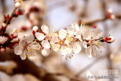 杏花直播平台，畅享直播新体验的下载与安装指南-第1张图片