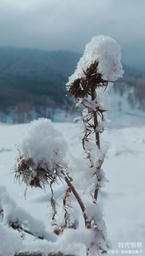 老孙头的春天与林初晴的温暖