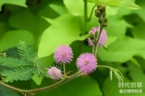 含羞草传媒收费吗含羞草传媒——探索一天一次的独特体验