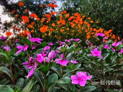 万花加点万花丛中，点滴精彩