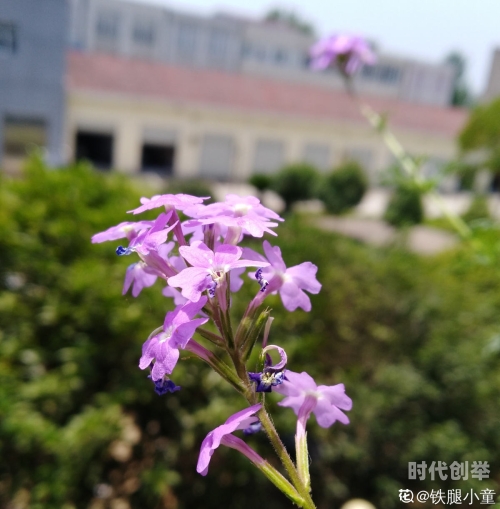 美女之谜，粉嫩花苞的独特魅力