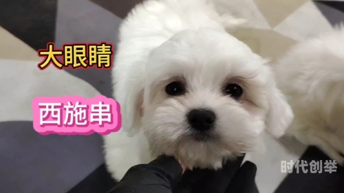 西施犬吧西施吧——美丽与传奇的交汇之地-第2张图片