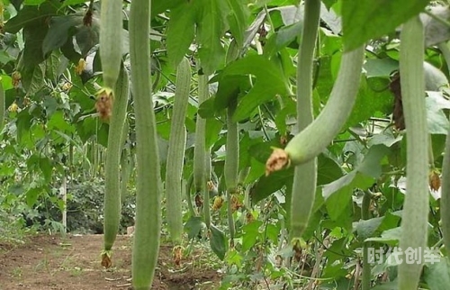 茄子 丝瓜 草莓 榴莲 石榴大全解锁版五果一菜的独特魅力——茄子、丝瓜、草莓、榴莲与石榴的奇妙世界