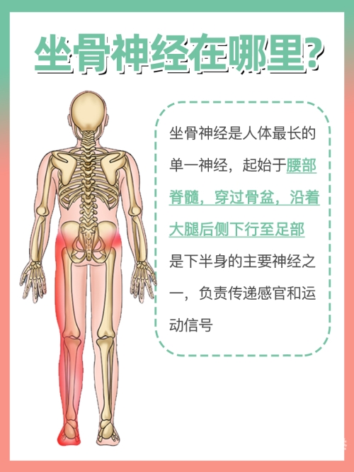 七七人体，探索人体奥秘的深度之旅-第2张图片