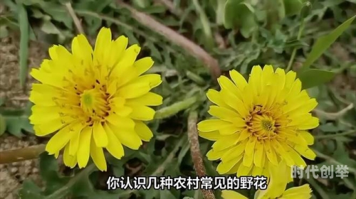 野花视频直播免费观看7百度百科野花视频直播，免费观看的全新体验-第2张图片