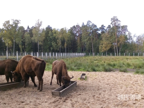 俄罗斯人与动ZOOZ俄罗斯人与动ZOOZ的奇妙故事-第1张图片