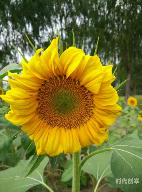 花季传媒z下载花季传媒免费下载，探索数字媒体时代的便捷获取方式-第2张图片