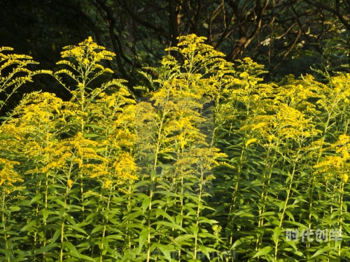 揭秘加拿大一枝黄花，究竟是什么？-第1张图片