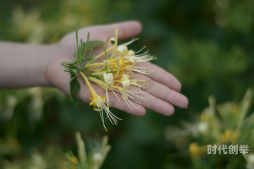 菊内留香与金银花之秘，小庄的独特故事