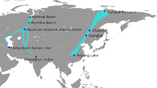 japonensis java free探索Japonensis的魅力，Java的自由之旅