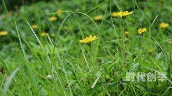 野花高清免费观看完整视频中文版野花之美，高清免费观看完整视频中文版探索之旅-第3张图片