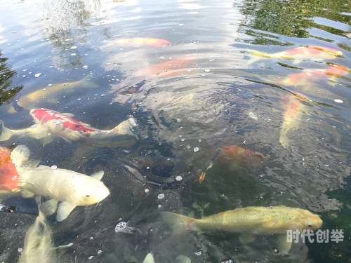 养鱼游戏水族箱探索乐趣无穷的养鱼游戏