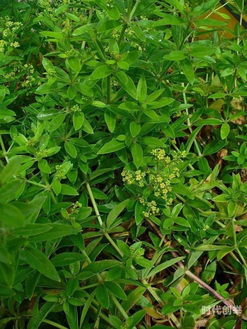 电影野草野草影院，手机在线观看免费电影的绝佳选择-第2张图片