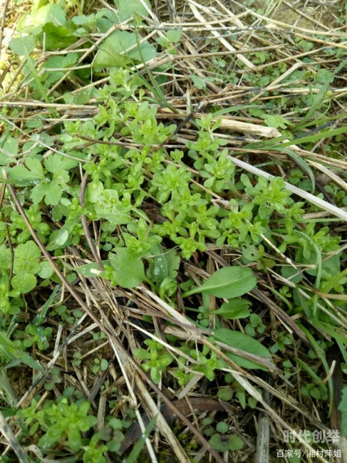 电影野草野草影院，手机在线观看免费电影的绝佳选择-第3张图片