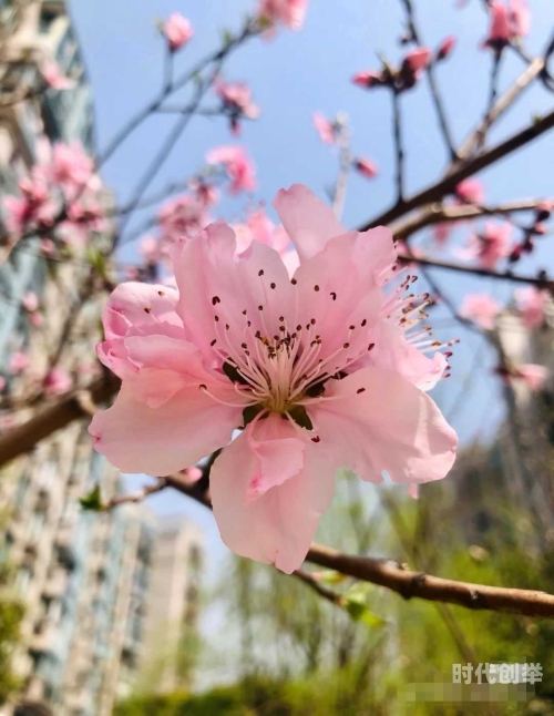 桃花视频，最新免费高清完整在线观看的精彩世界-第2张图片