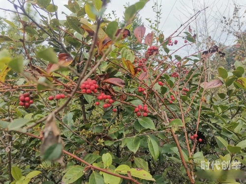 春暖花开下的自然与生命之美