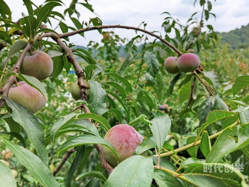 水蜜桃和水蜜桃V2水蜜桃与水蜜桃V2，一场甜蜜的果实革命-第1张图片