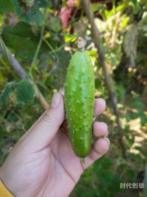 黄瓜门事件完整照片黄瓜门事件完整照片揭秘