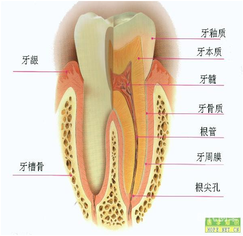 欧美人牙欧美人体生殖阴部结构与健康