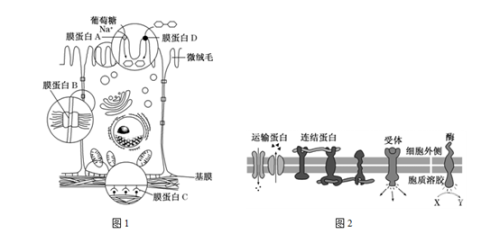 关于一亲二膜三叉四强五注射六的深度解析