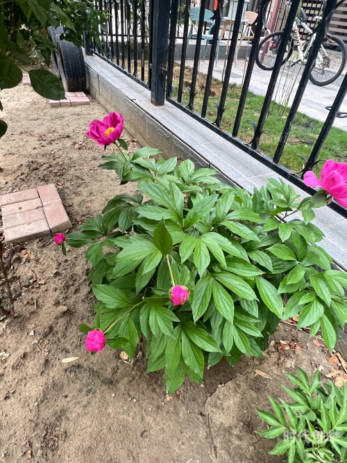 香软玉滑LVL芍药香软玉滑的芍药之魅