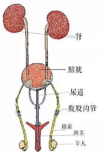 蛋蛋玩法和技巧探索蛋蛋游戏的100种玩法——如何体验极致的刺激与挑战-第2张图片