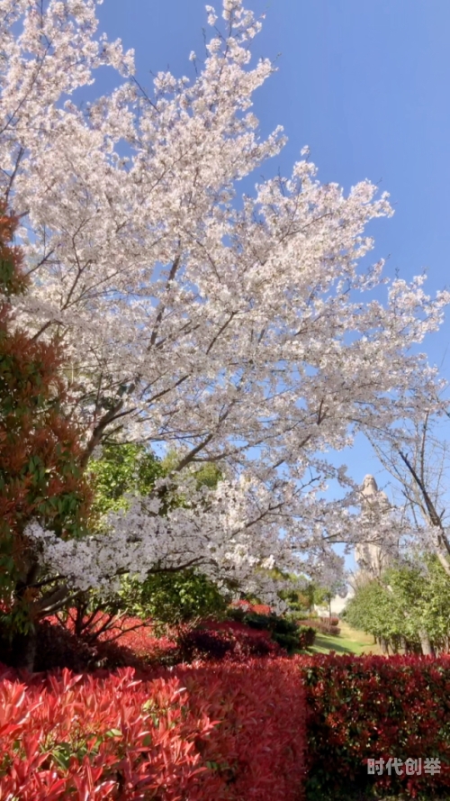 樱花舞歌词郭富城樱花舞歌词的诗意与情感