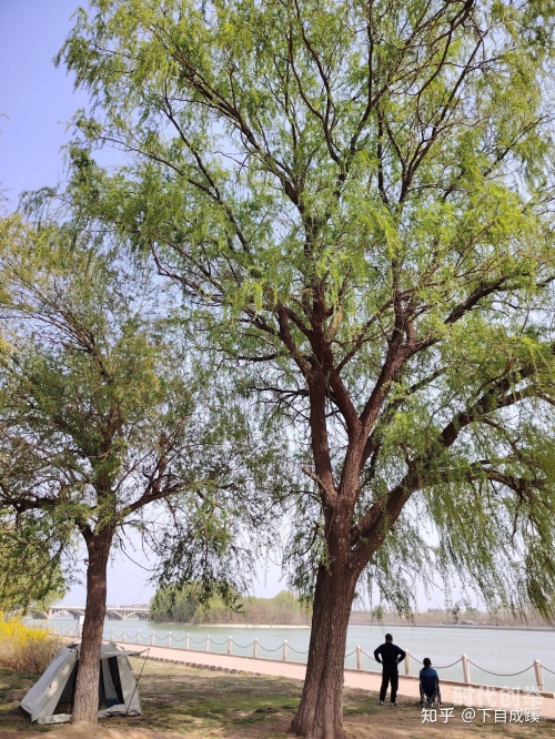 芳草萋萋鹦鹉洲,日暮乡关何处是,烟波江上使人愁芳草萋萋的诗意世界