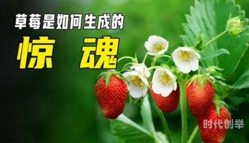 草莓视频w在线看草莓视频的正确使用与健康观看-第2张图片