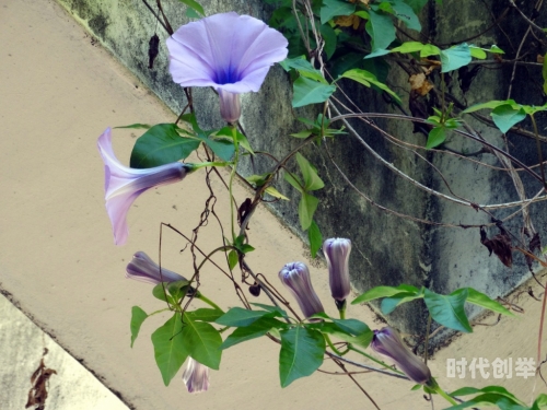 花花社区花花社区的魅力与故事