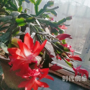 花花社区花花社区的魅力与故事-第2张图片