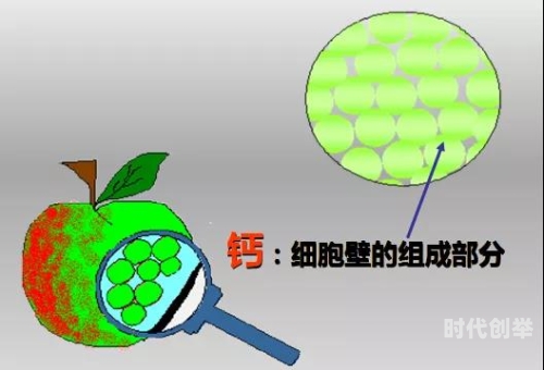 探索2024钙GY钙站，健康与科技的完美结合