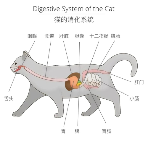 猫咪（破解版），探索与宠爱的奇妙旅程-第2张图片