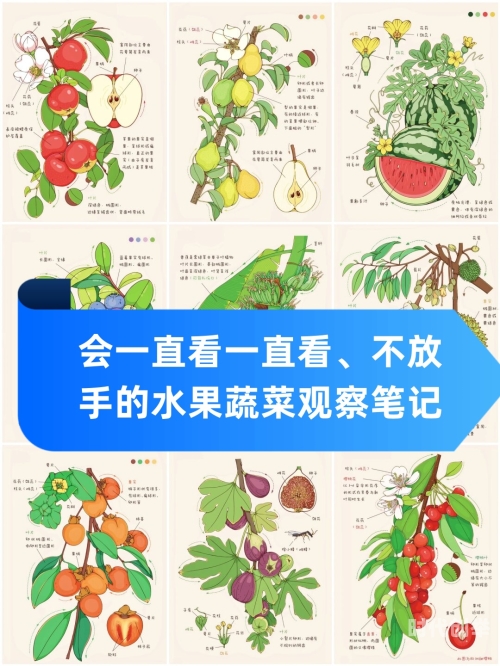 水果蔬菜大观园，草莓、樱桃、丝瓜、秋葵、榴莲与黄瓜的魅力全解析