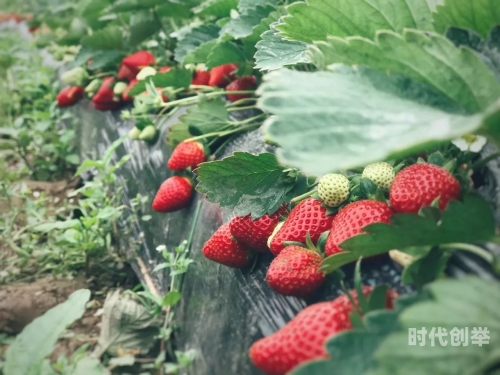 草莓视频在线观看版官方——享受高清视频体验的绝佳选择