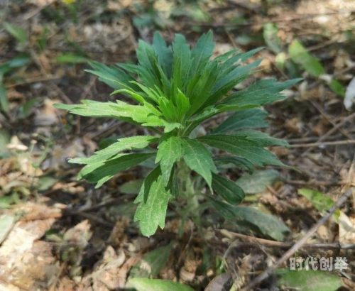 野草影院手机在线观看免费，畅享电影的便捷新体验