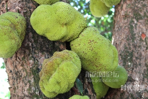 菠萝蜜观看路线仙踪林探索神秘仙踪林，体验菠萝蜜的独特观看路线