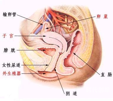 肥阴的奥秘与影响