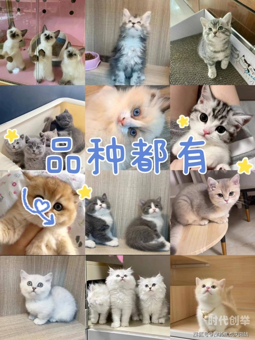 新版猫咪猫咪必火官网新版猫咪猫咪必火官网——打造宠物爱好者的首选平台