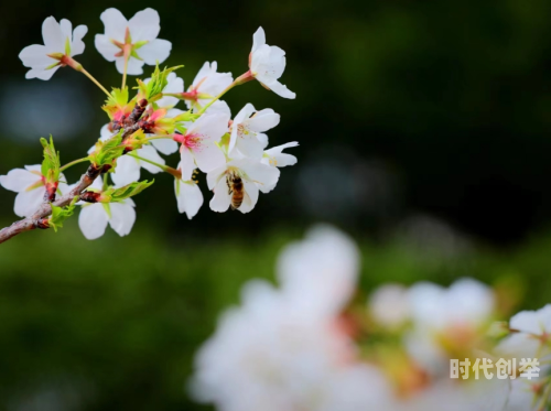 桃花视频观看免费桃花视频，免费观看，尽享视觉盛宴