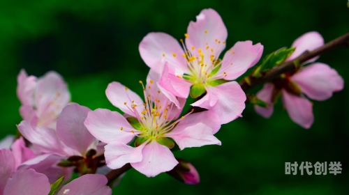 桃花视频观看免费桃花视频，免费观看，尽享视觉盛宴-第3张图片