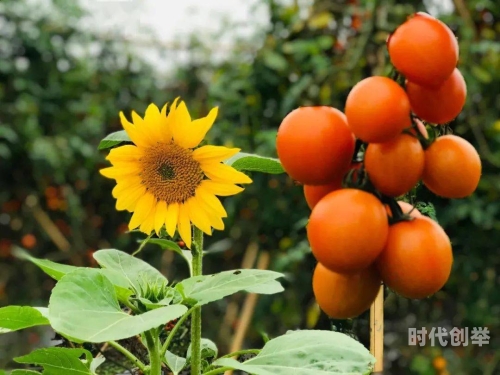 在线观看各类水果视频，草莓、榴莲、向日葵、秋葵、香蕉全免费-第2张图片