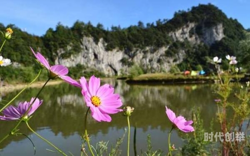 忘忧草日本高清频道，探索其魅力与影响-第3张图片