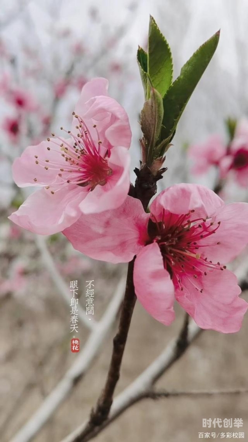 桃花网视频在线观看桃花网视频在线观看，探索网络视频的魅力