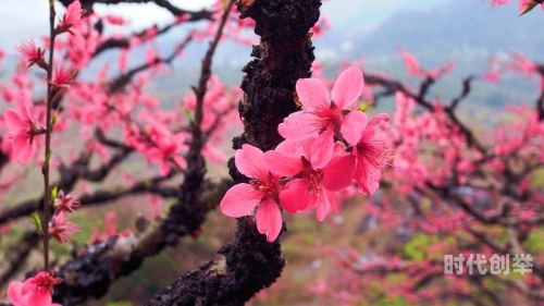 桃花视频在线观看完整版下载，探索与体验的完美结合