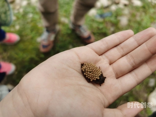 两峰夹小溪地湿又无泥的注意事项婉儿的秘密花园，一段梦幻般的冒险故事梗概